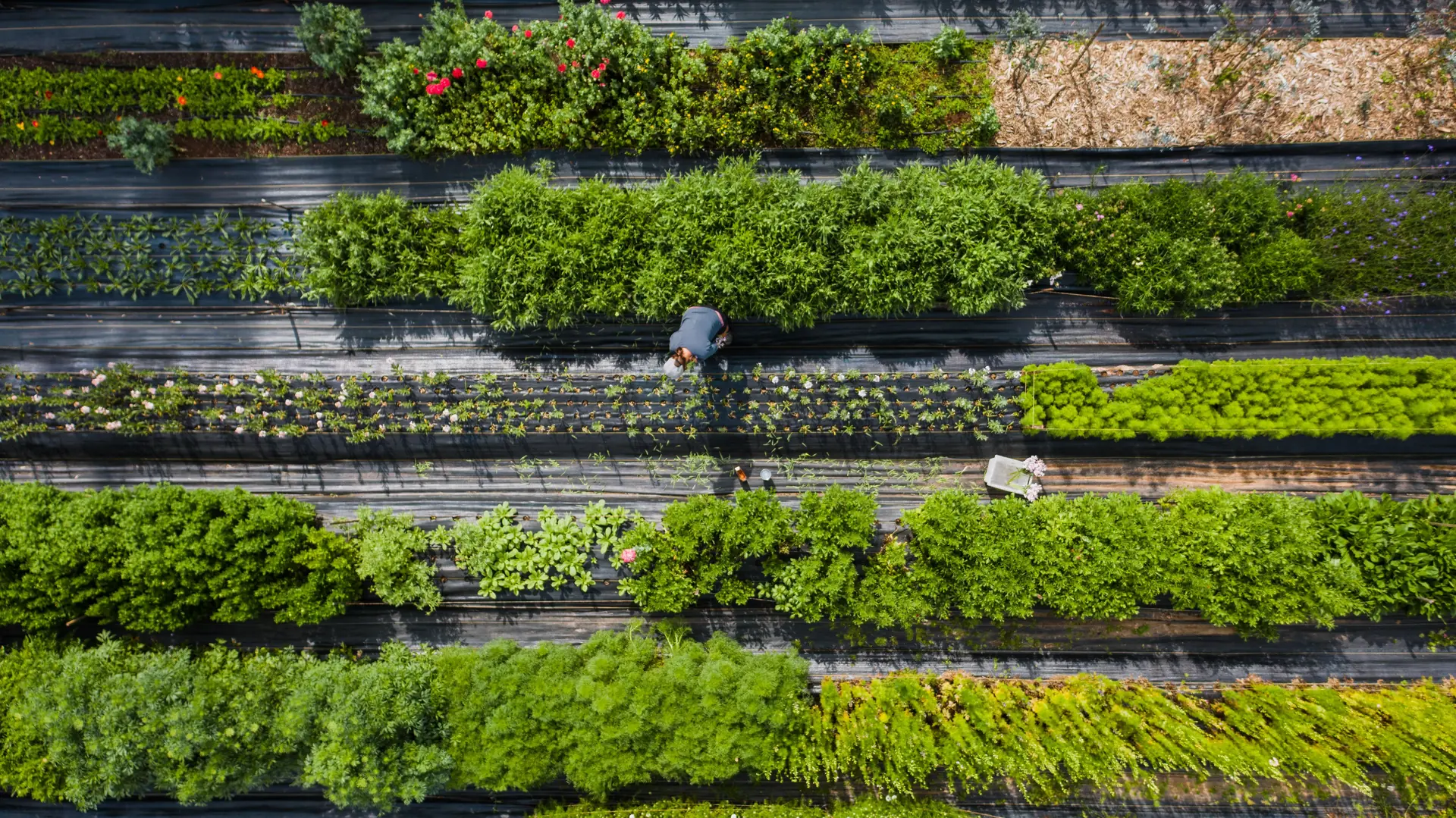 Aerial view of a vegetable garden planted in long parallel rows.
